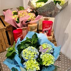 Hydrangea Gift